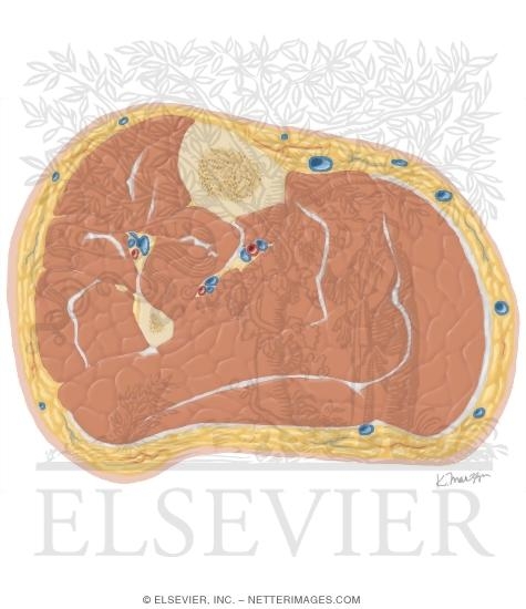Watermarked preview of unlabeled image: Cross Section of the Leg: Axial View