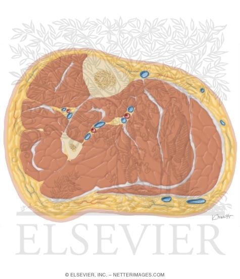 Watermarked preview of unlabeled image: Cross Section of the Leg: Axial View