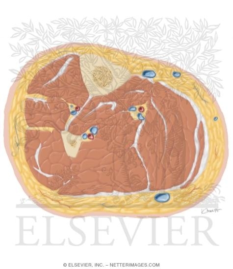 Watermarked preview of unlabeled image: Cross Section of the Leg: Axial View