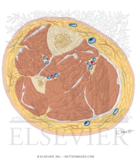Watermarked preview of unlabeled image: Cross Section of the Leg: Axial View