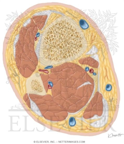 Watermarked preview of unlabeled image: Cross Section of the Leg: Axial View