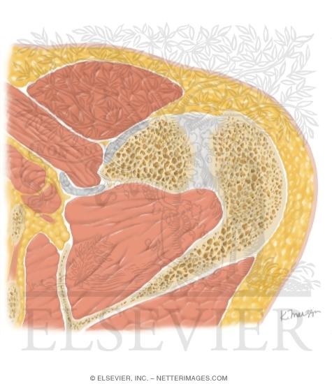 Watermarked preview of unlabeled image: Cross Section of the Shoulder: Axial View