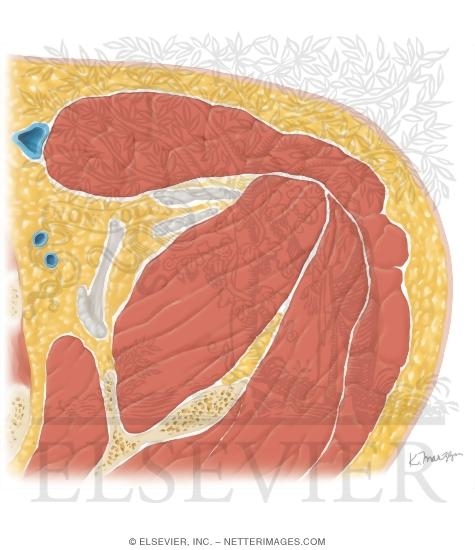 Watermarked preview of unlabeled image: Cross Section of the Shoulder: Axial View