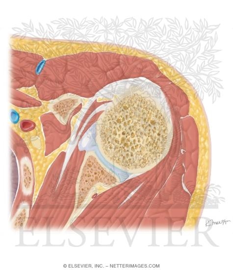 Cross Section of the Shoulder: Axial View