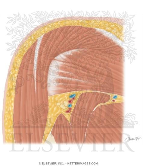 Cross Section of the Shoulder: Coronal View