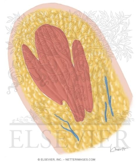 Watermarked preview of unlabeled image: Cross Section of the Shoulder: Sagittal Section