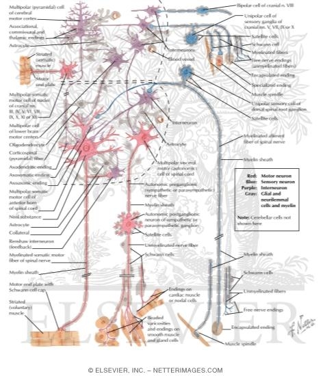 Watermarked preview of labeled image: Some Cell Types of the Nervous System
Neuronal Cell Types