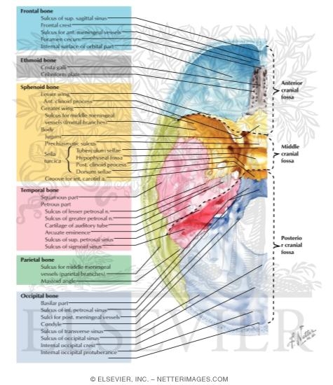 Bones, Markings and Orifices In Base of Skull
Bones of Cranial Base: Superior View
Interior View of the Base of the Adult Skull
