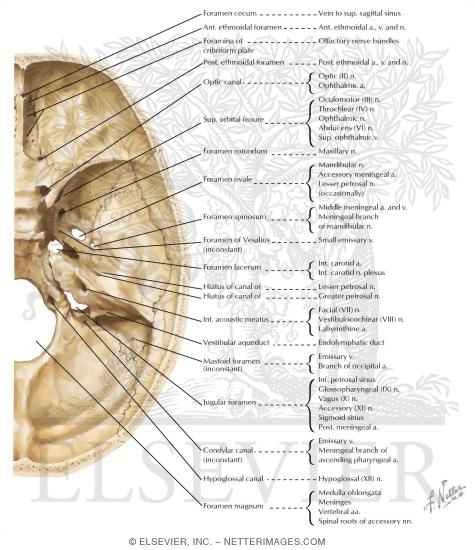 Foramina In The Base Of The Adult Skull Internal Aspect Of Base Of Foramina In The Base Of The Adult Skull Internal Aspect Of Base Of