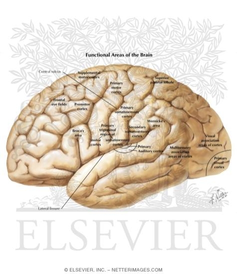 Lateral View of the Forebrain: Brodmann Areas