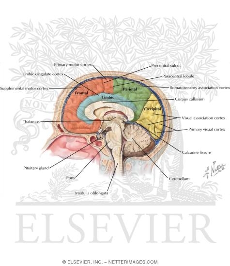 Medial Surface of the Brain: Lobes and Functional Areas