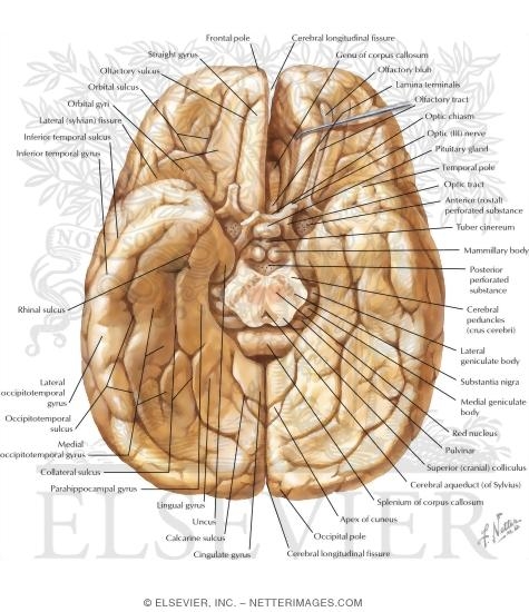 Cerebrum Inferior View Inferior Surface Of Brain