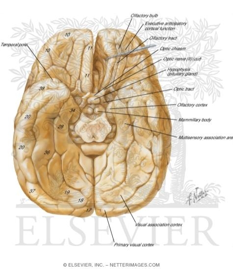 Cerebrum: Inferior View
Inferior Surface of Brain