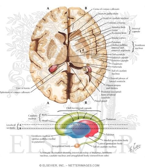 Basal Ganglia
Basal Nuclei (Ganglia)