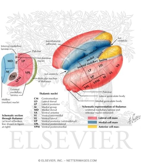Thalamic Nuclei