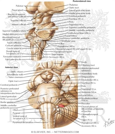 Brainstem