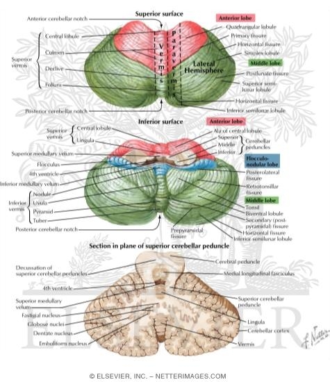 Cerebellum Anatomy Biology Diagrams