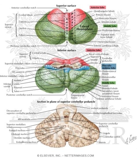 Cerebellum