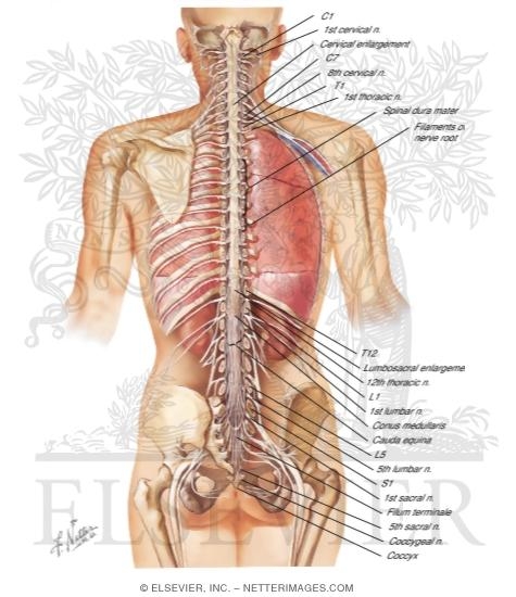 Watermarked preview of labeled image: Spinal Cord and Ventral Rami In Situ