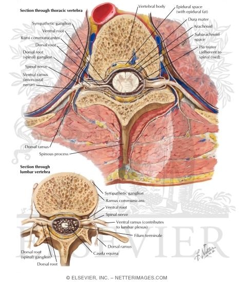 Spinal Nerve Origin: Cross Sections
Exit of Spinal Nerves
Spinal Nerves