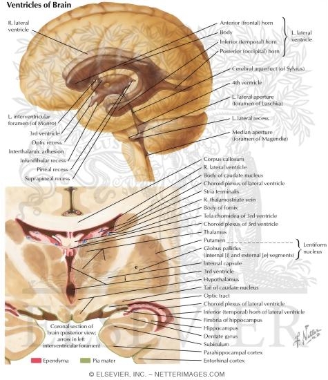 Ventricles of Brain