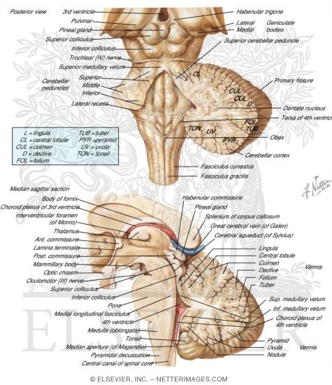 Watermarked preview of labeled image: Fourth Ventricle and Cerebellum