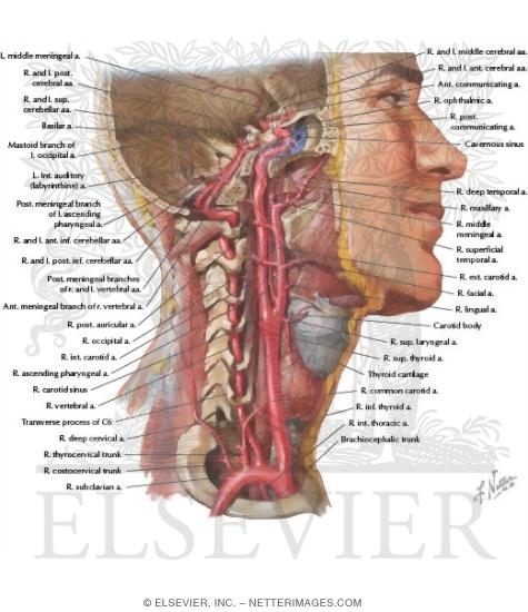 Watermarked preview of labeled image: Arteries to Brain and Meninges
