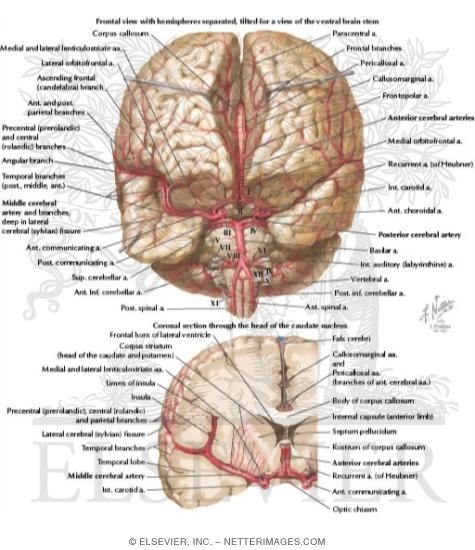 Blood Supply Of The Brain Alila Medical Images