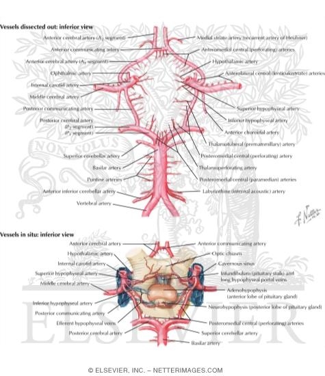 Cerebral Arterial Circle (Willis)
Circle of Willis
Schematic of the Circle of Willis