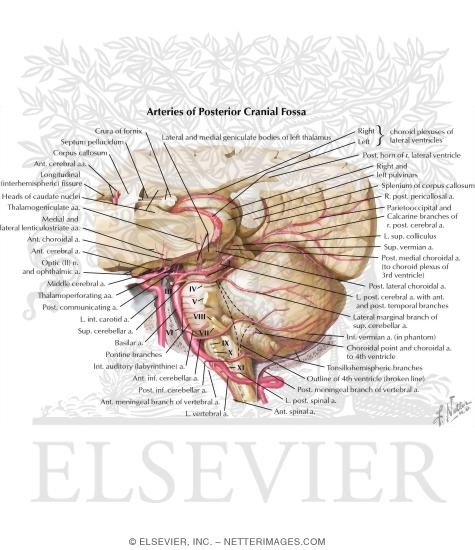 Watermarked preview of labeled image: Arteries of Posterior Cranial Fossa