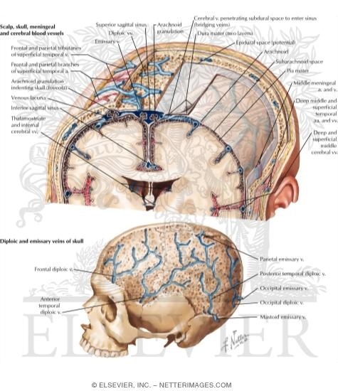 Protective Coverings of the Brain
Meninges and Diploic Veins
