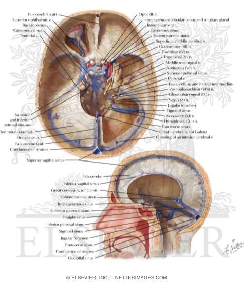 Venous Sinuses: Sinus Durae Matrix
Venous Sinuses of Dura Mater