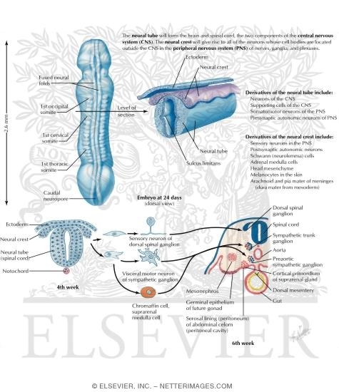 Watermarked preview of labeled image: Neural Tube and Neural Crest