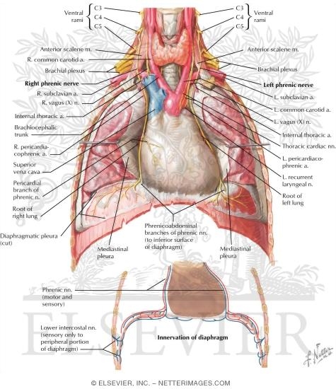 Phrenic Nerve 
