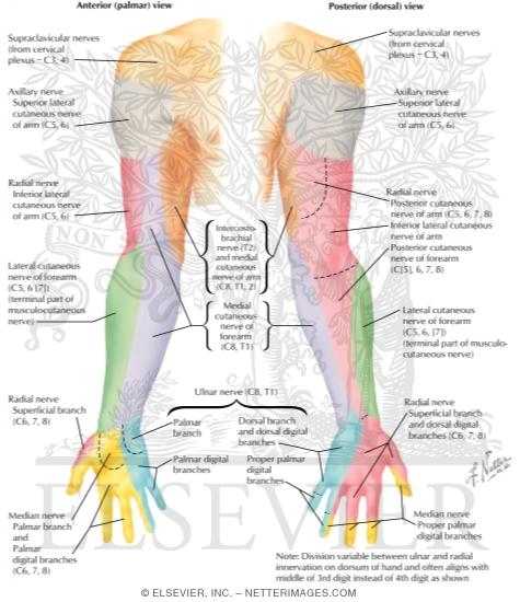 Cutaneous innervation of the upper limbs - Wikipedia