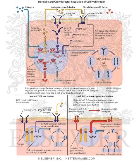 Hormone and Growth Factor Regulation of Cell Proliferation