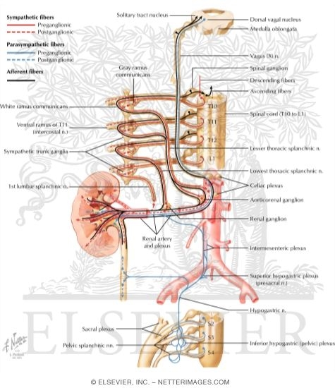 Innervation of Kidneys, Ureters and Bladder