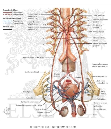 Innervation of Male Reproductive Organs: Schema