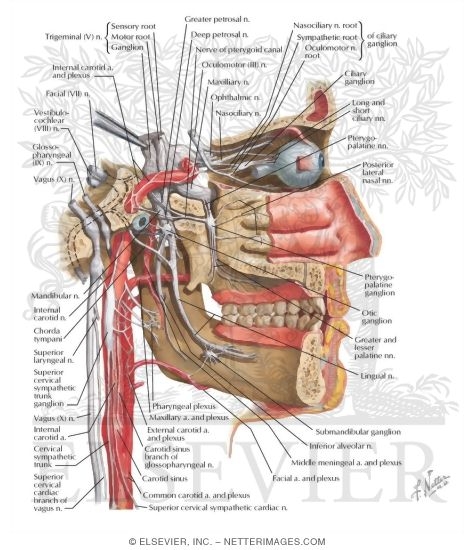 Watermarked preview of labeled image: Autonomic Nerves in Head