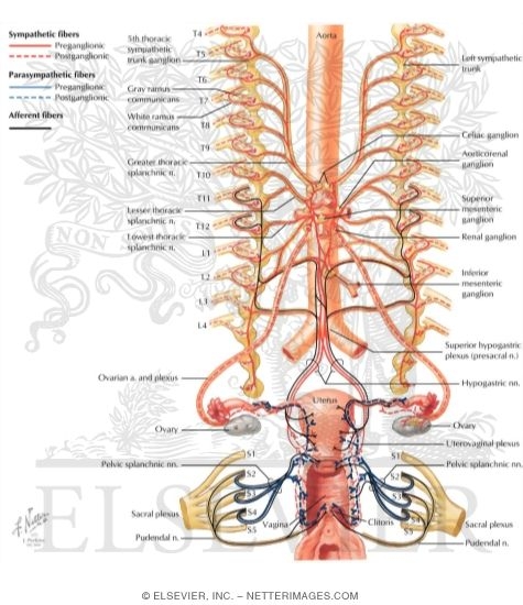 Innervation of Female Reproductive Organs: Schema