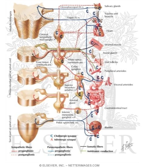 Watermarked preview of labeled image: Cholinergic and Adrenergic Synapses: Schema
Cholinergic and Adrenergic Nerves