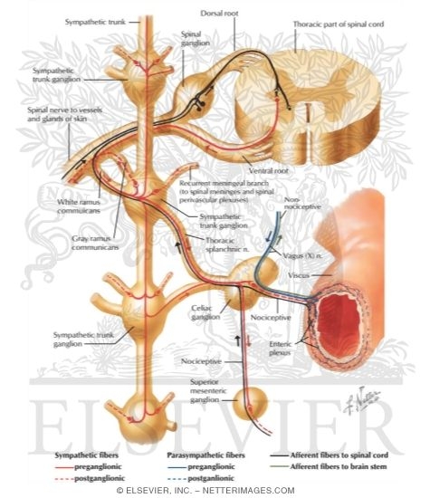 Watermarked preview of labeled image: Autonomic Reflex Pathways: Schema