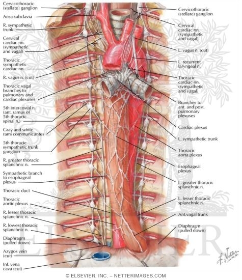 Autonomic Nerves in Thorax
Sympathetic Trunk in the Thorax
