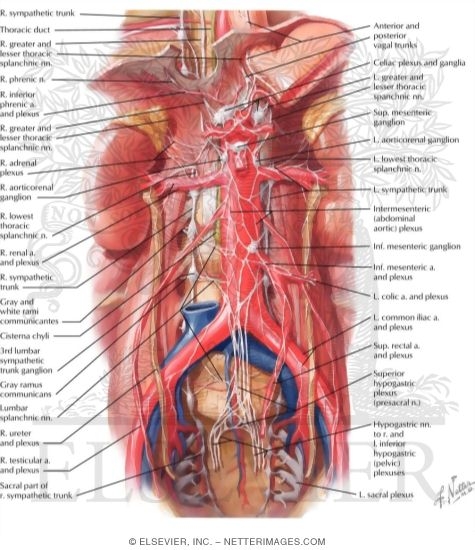 Watermarked preview of labeled image: Autonomic Nerves and Ganglia of Abdomen
Sympathetic Nerves In the Abdomen