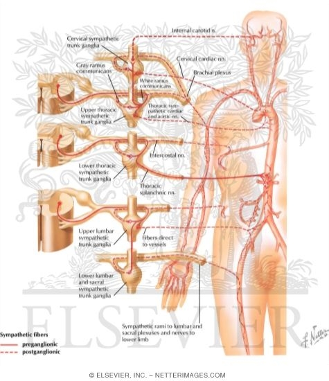 Watermarked preview of labeled image: Innervation of Blood Vessels: Schema