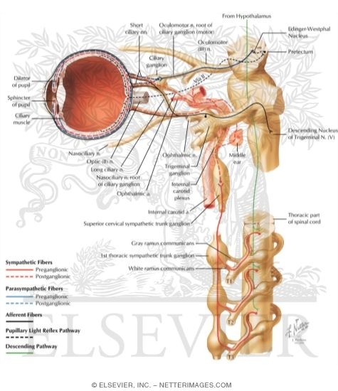 Ciliary Ganglion: Schema
Innervation of the Intrinsic Eye Muscles
Ciliary Ganglion: Schema