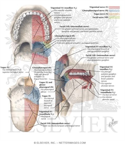 Watermarked preview of labeled image: Zones of Sensory Nerve Supply
Nerve Supply of Mouth and Pharynx 
Afferent Innervation of Mouth and Pharynx