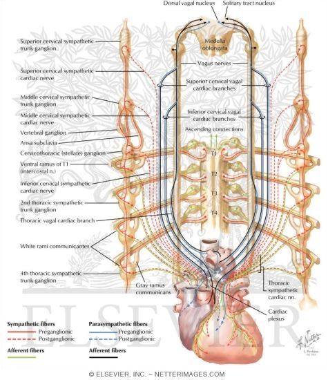 Watermarked preview of labeled image: Innervation of Heart: Schema