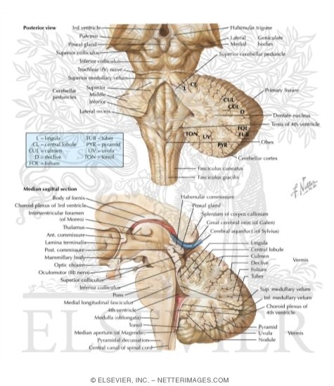 Watermarked preview of labeled image: Fourth Ventricle and Cerebellum