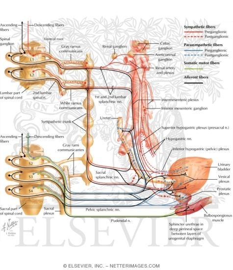 Watermarked preview of labeled image: Innervation of Kidneys, Ureters and Bladder
